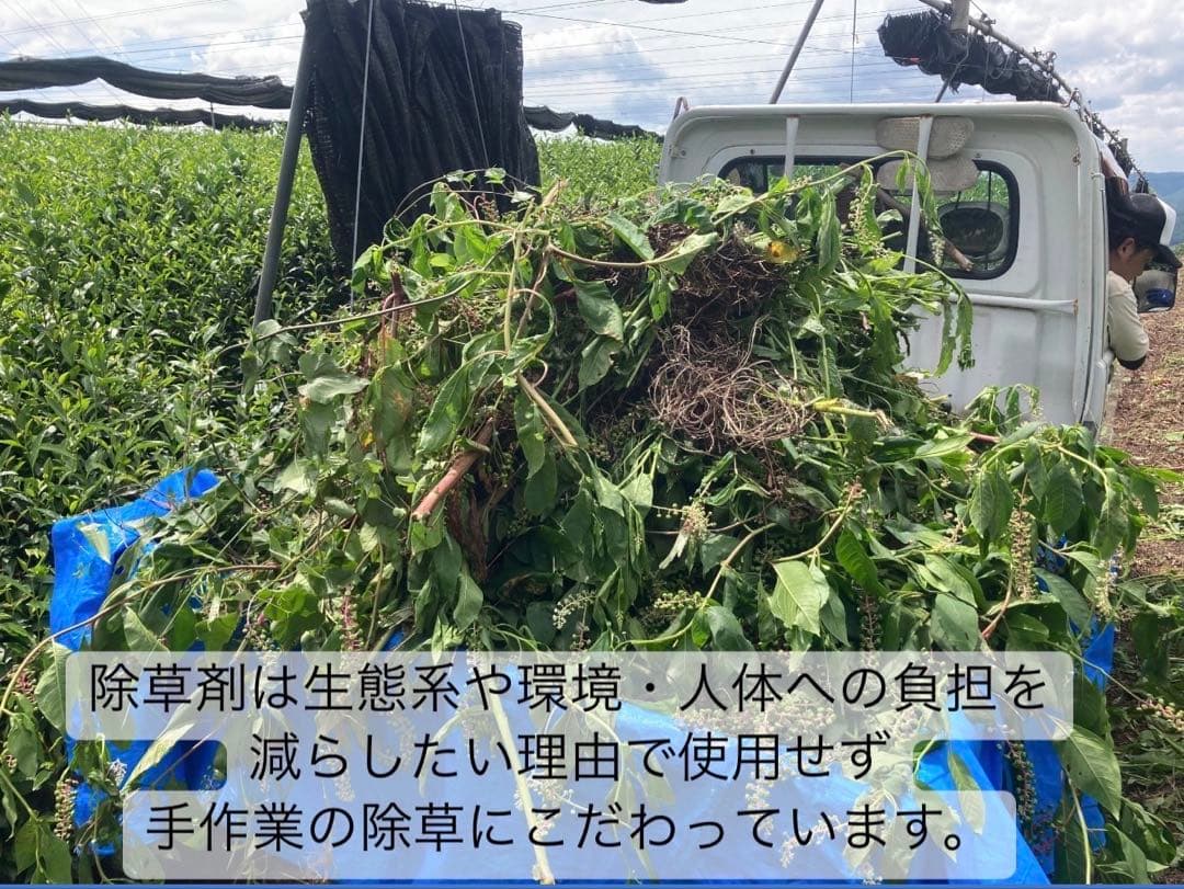 【お茶】日本の紅茶！便利な個包装スティック100本入り！溶かすだけ簡単パウダー