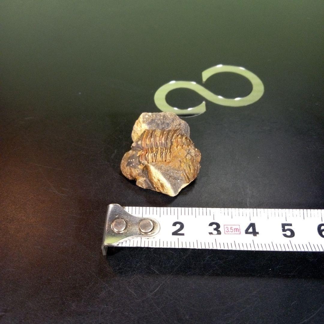 三葉虫　化石　fossil　海　ボリビア産　trilobite　海生動物網⑨