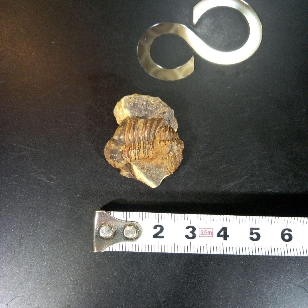 三葉虫　化石　fossil　海　ボリビア産　trilobite　海生動物網⑨