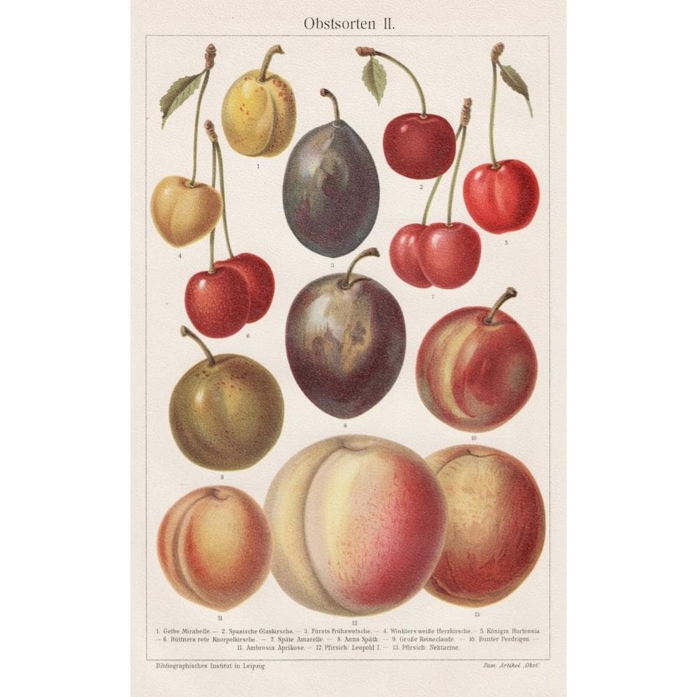 果物の図版　アンティーク　1907年　ドイツ　マイヤー百科事典　リトグラフ　版画