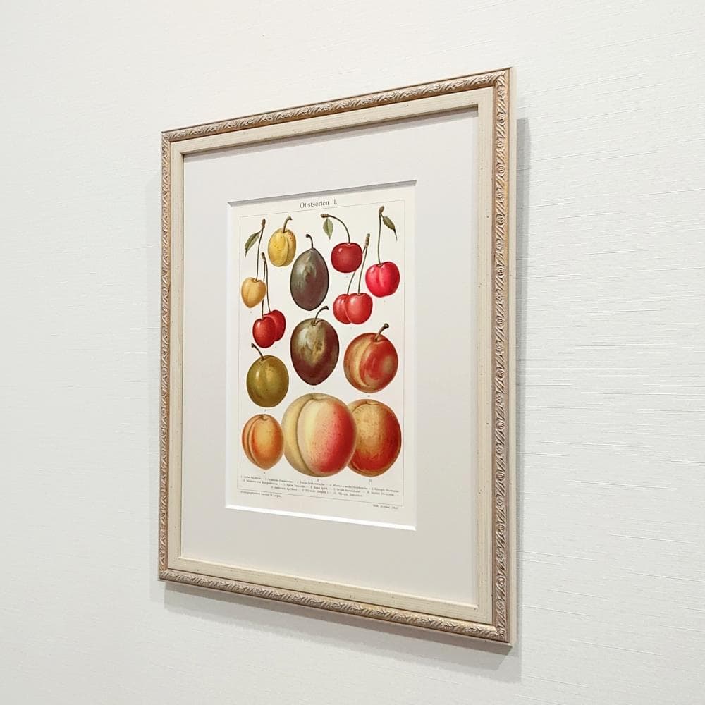 果物の図版　アンティーク　1907年　ドイツ　マイヤー百科事典　リトグラフ　版画