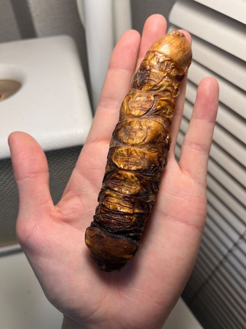 【極太珍々】スジバネトゲフチオオウスバカミキリムシの幼虫 特大