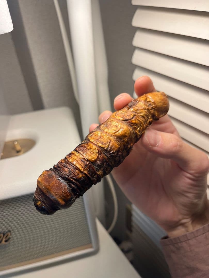 【極太珍々】スジバネトゲフチオオウスバカミキリムシの幼虫 特大