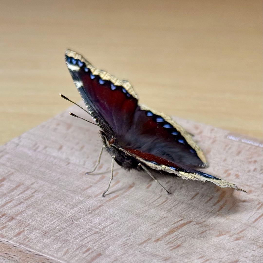 【立体標本】国産蝶標本　キベリタテハ　ライブ標本