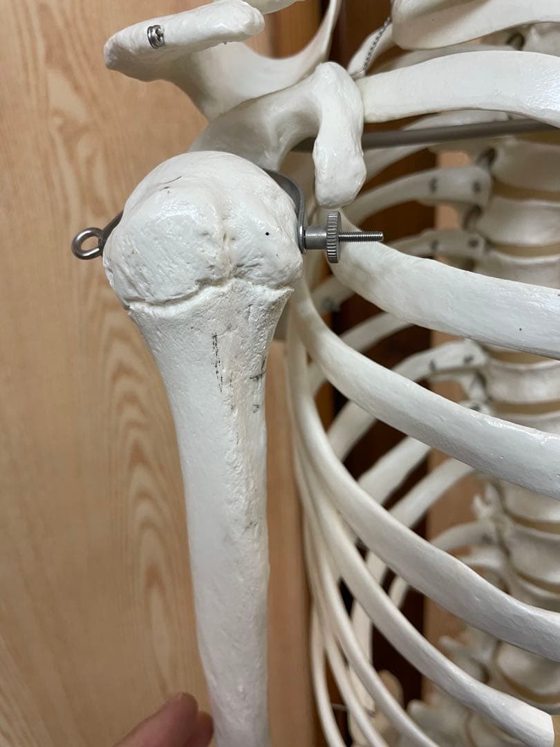 3B Scientific 人体骨格模型 直立型スタンド仕様