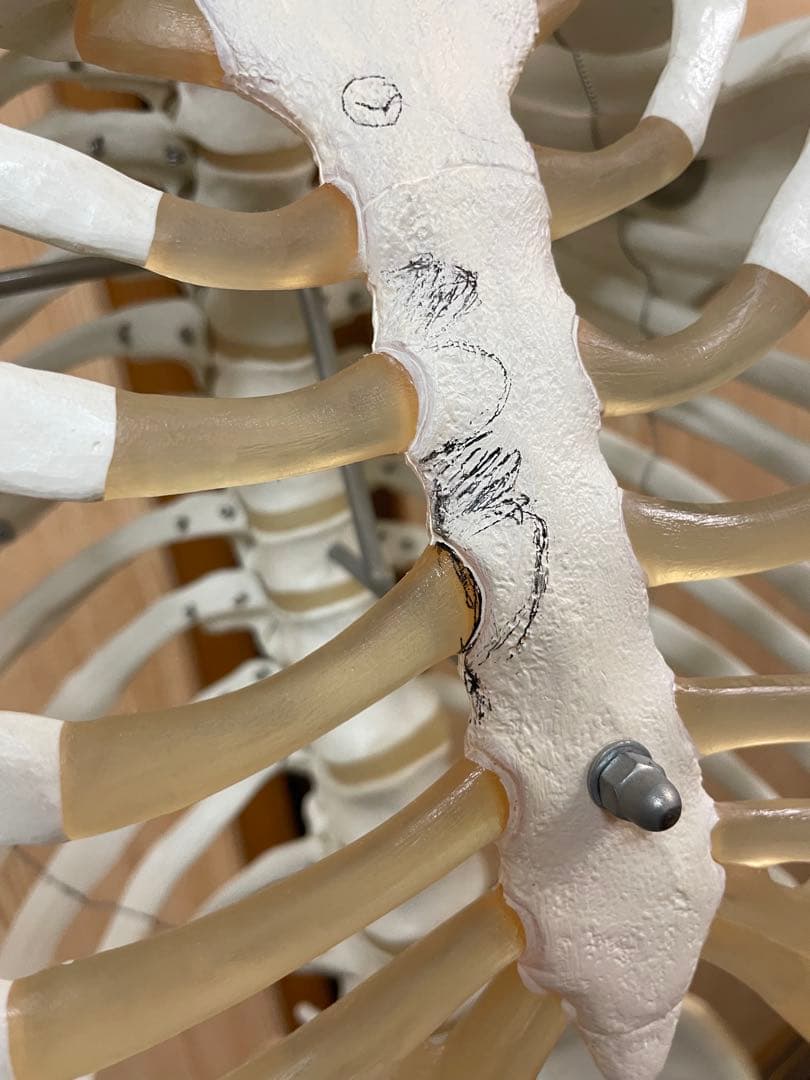 3B Scientific 人体骨格模型 直立型スタンド仕様