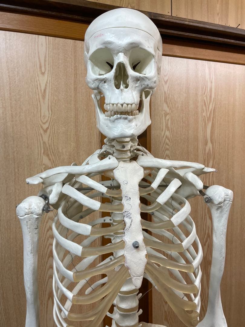 3B Scientific 人体骨格模型 直立型スタンド仕様