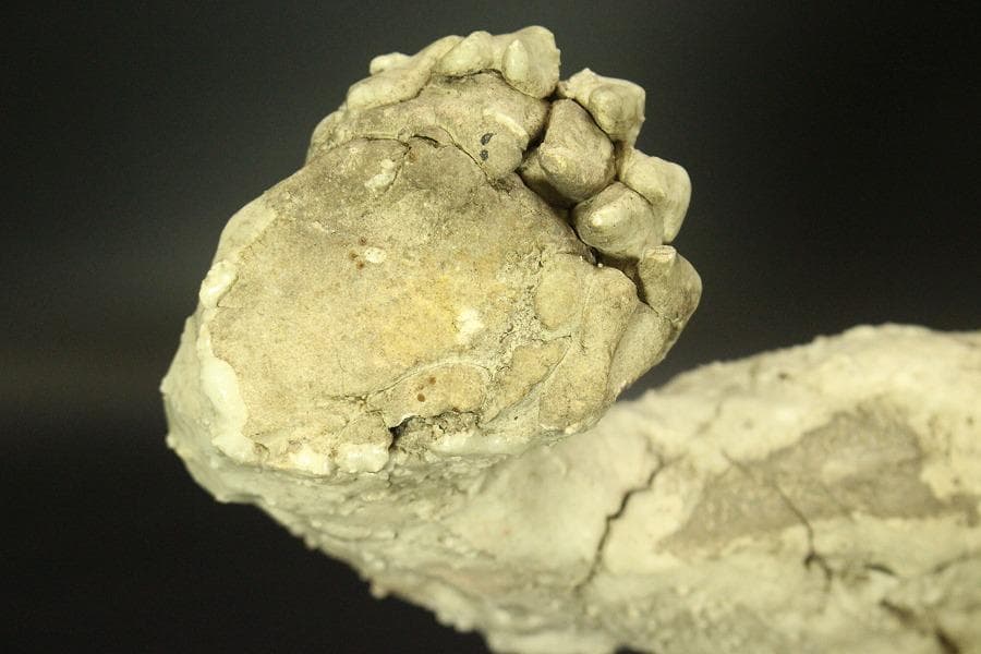 古美術 古萩 獅子 置物 時代物(A676)