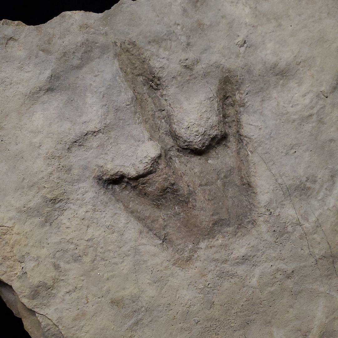 再開予定　準備中さま　希少 グラレーター 恐竜 足跡 270mm fr60