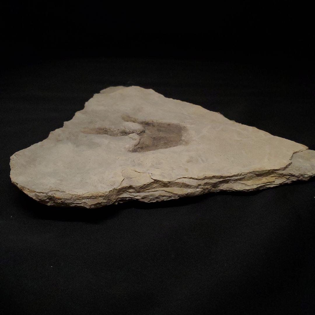 再開予定　準備中さま　希少 グラレーター 恐竜 足跡 270mm fr60