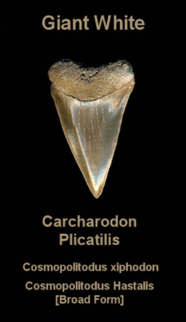 サメの歯　ホホジロザメ　絶滅種　特大　完全体　極美麗　６５mm