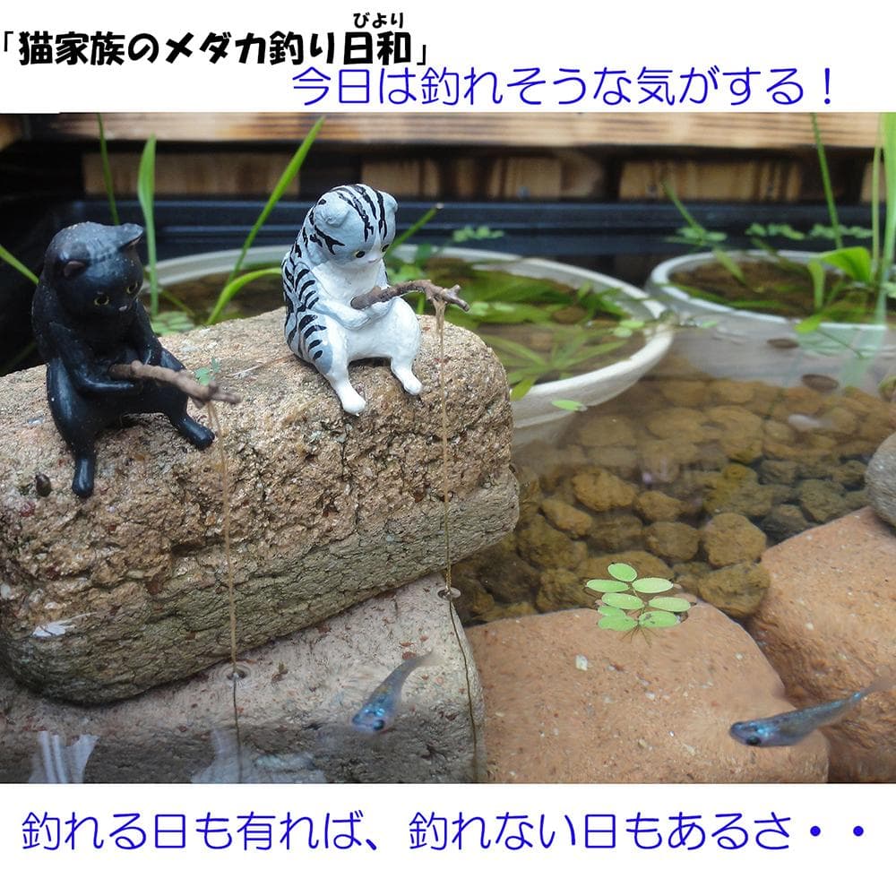 高さの有るビオトープ 80Ｌ　トロ舟＆木枠セット（棚付き）