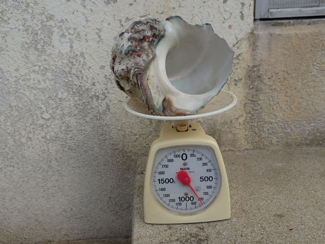 ☆貝☆貝殻☆標本☆　夜光貝×12個