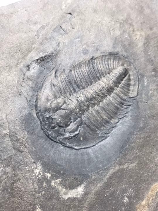 三葉虫　化石　Athabaskia bithus