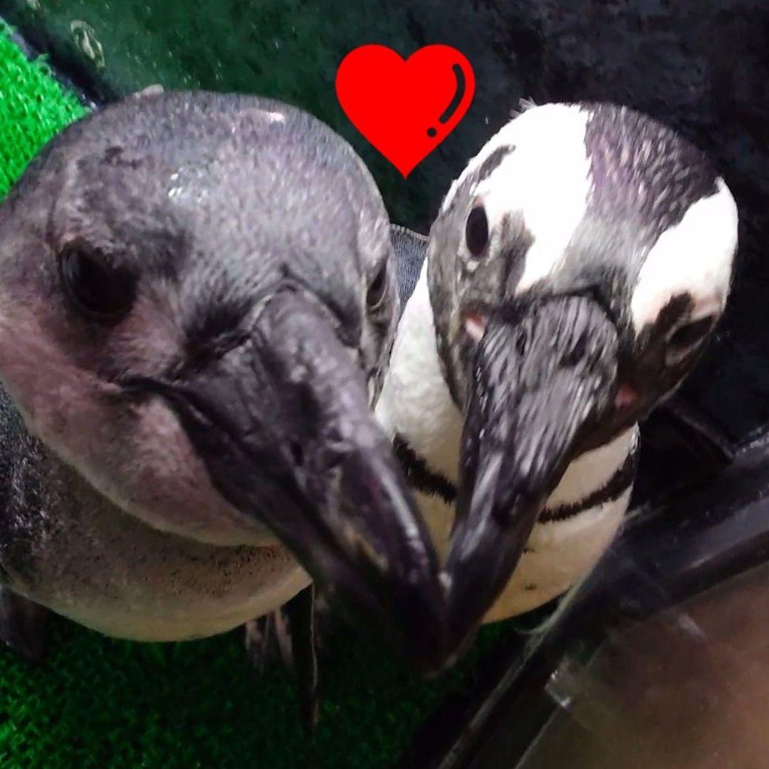 ペンギンの産卵した卵の殻