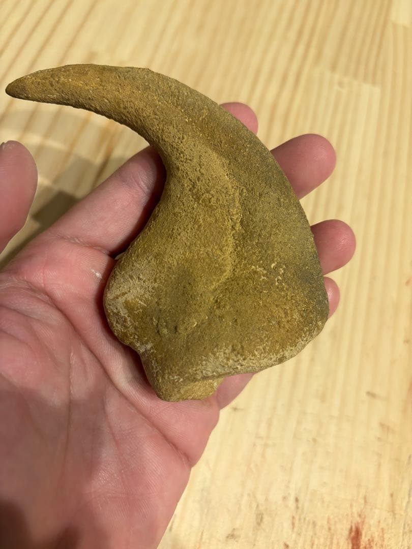 モロッコ　化石　爪　デルタドロメウス？