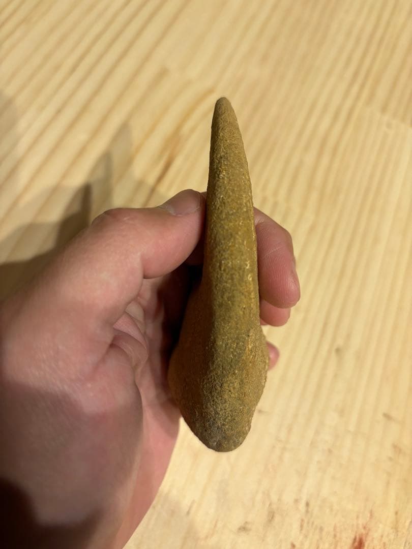 モロッコ　化石　爪　デルタドロメウス？