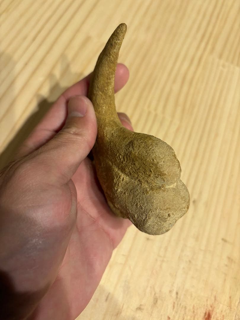 モロッコ　化石　爪　デルタドロメウス？