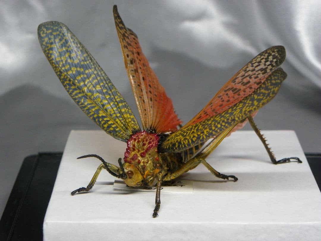 マダガスカルのドクバッタ　立体標本