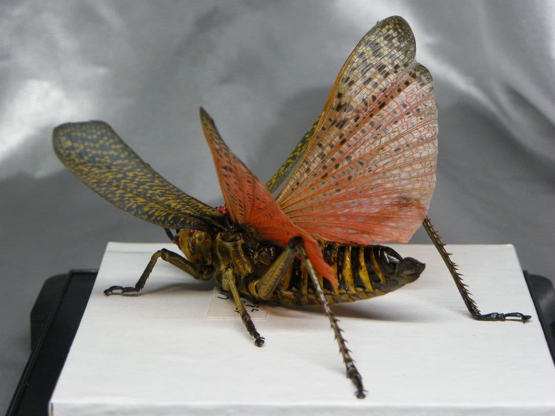 マダガスカルのドクバッタ　立体標本