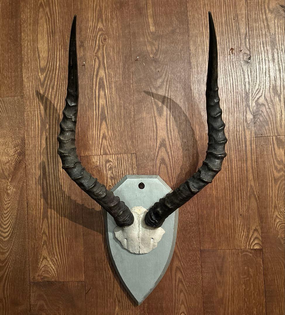 インパラ　頭骨　ハンティングトロフィー 標本　剥製　角