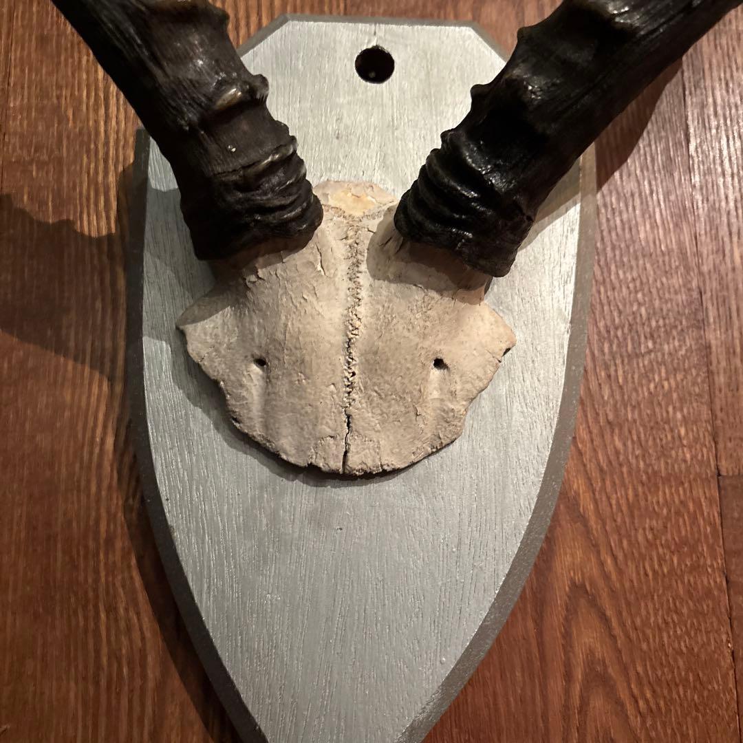 インパラ　頭骨　ハンティングトロフィー 標本　剥製　角