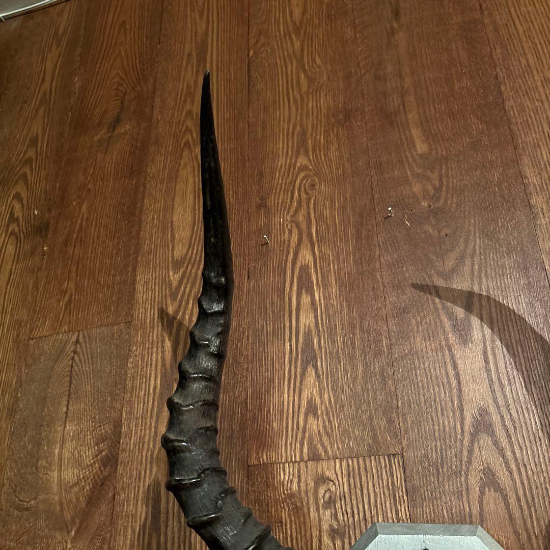 インパラ　頭骨　ハンティングトロフィー 標本　剥製　角