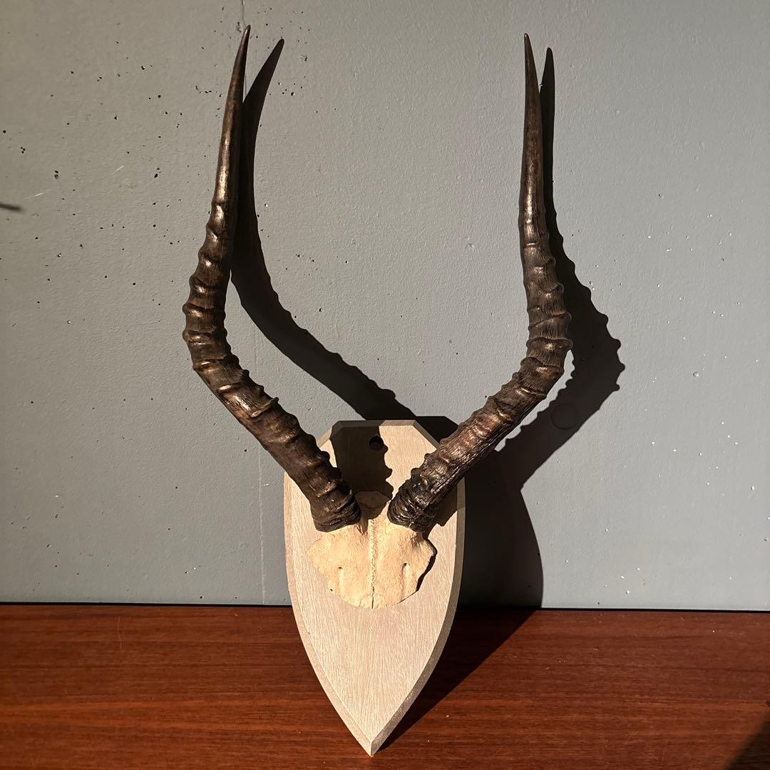 インパラ　頭骨　ハンティングトロフィー 標本　剥製　角
