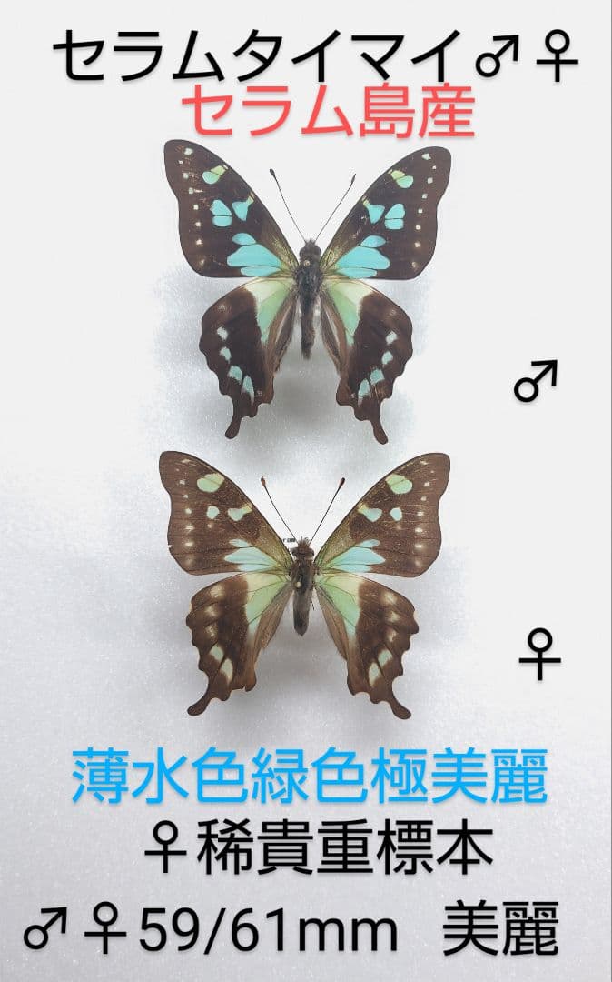 セラムタイマイ♂♀ 標本★セラム島産★ 59/61mm美麗ペア標本 ♀個体激レア