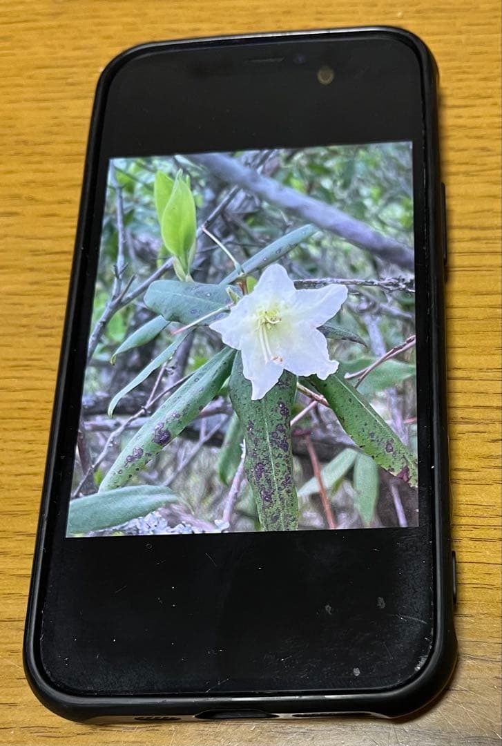 最*石様 iPhone 12mini 64GB SimFree