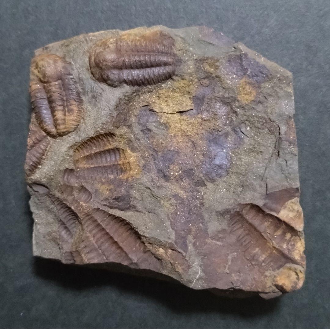 【カンブリア紀】チェツェ産　三葉虫 エリプソセファルス・ホッフィの群集化石