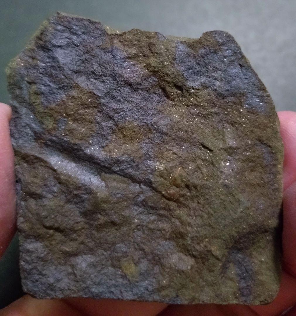 【カンブリア紀】チェツェ産　三葉虫 エリプソセファルス・ホッフィの群集化石