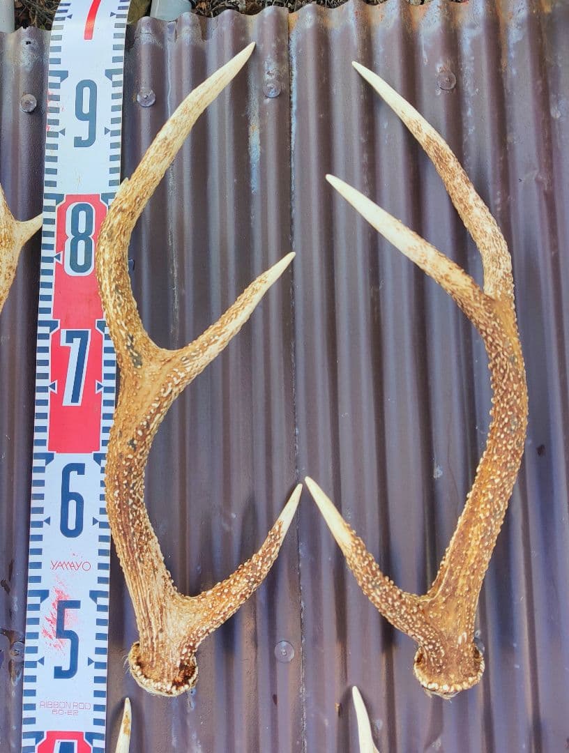 ニホンジカ鹿角３対＋３本 計９本 今季狩猟捕獲品 １本は自然落下角