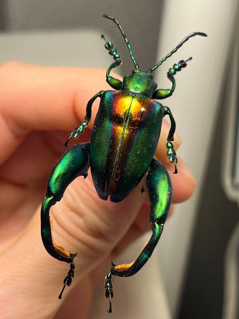 【腿太葉虫最大種】Sagra buqueti モモブトハムシプラチナコガネ標本