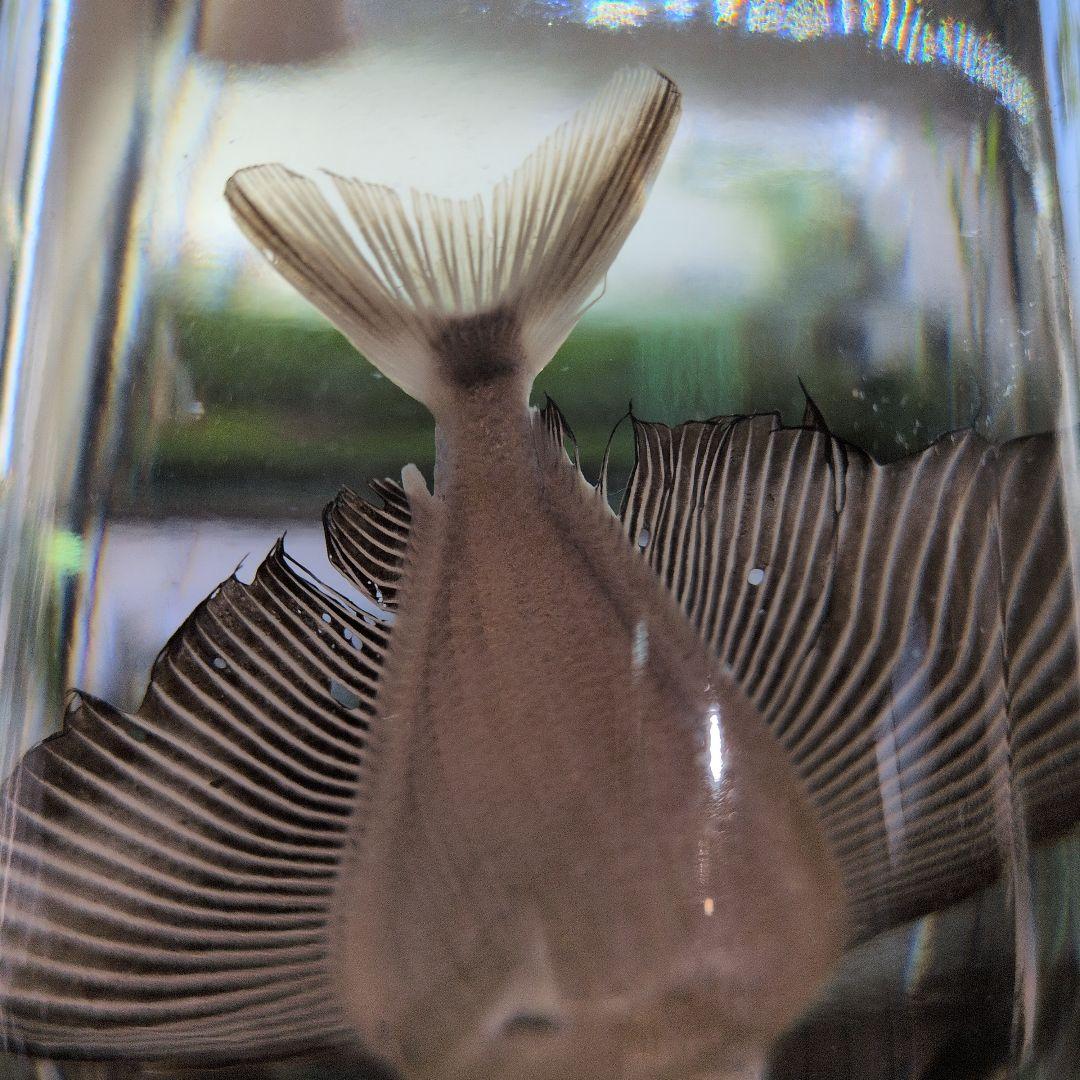 【激レア深海魚】リュウグウノヒメ （液浸標本）