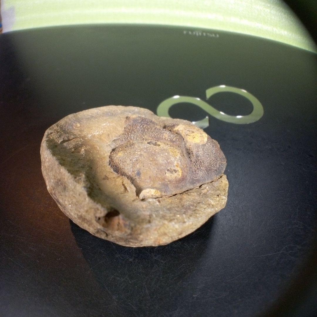 三葉虫　化石　fossil　海　ボリビア産　trilobite　ボリビア化石郡⑥