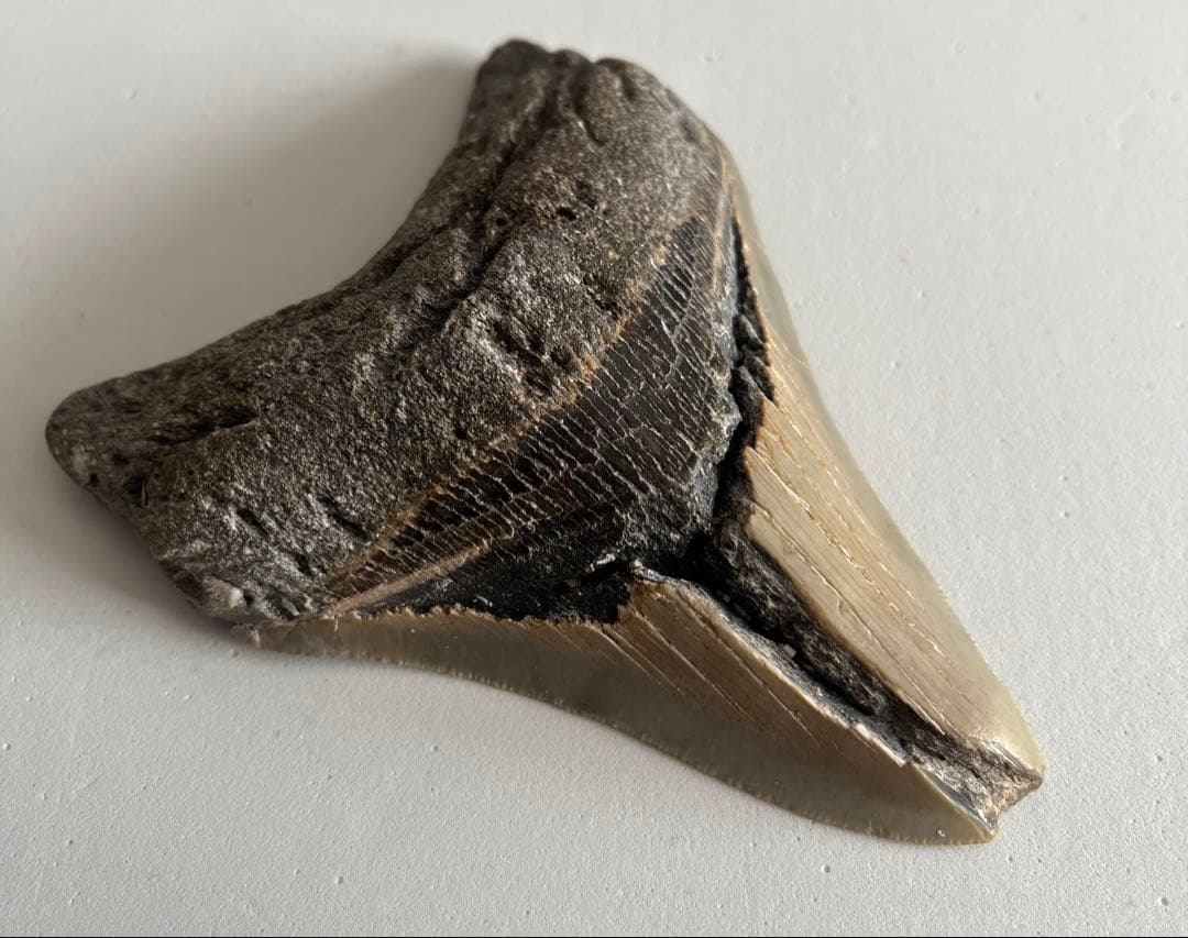 【本物】メガロドンの化石 巨大な歯 サメ 古代生物