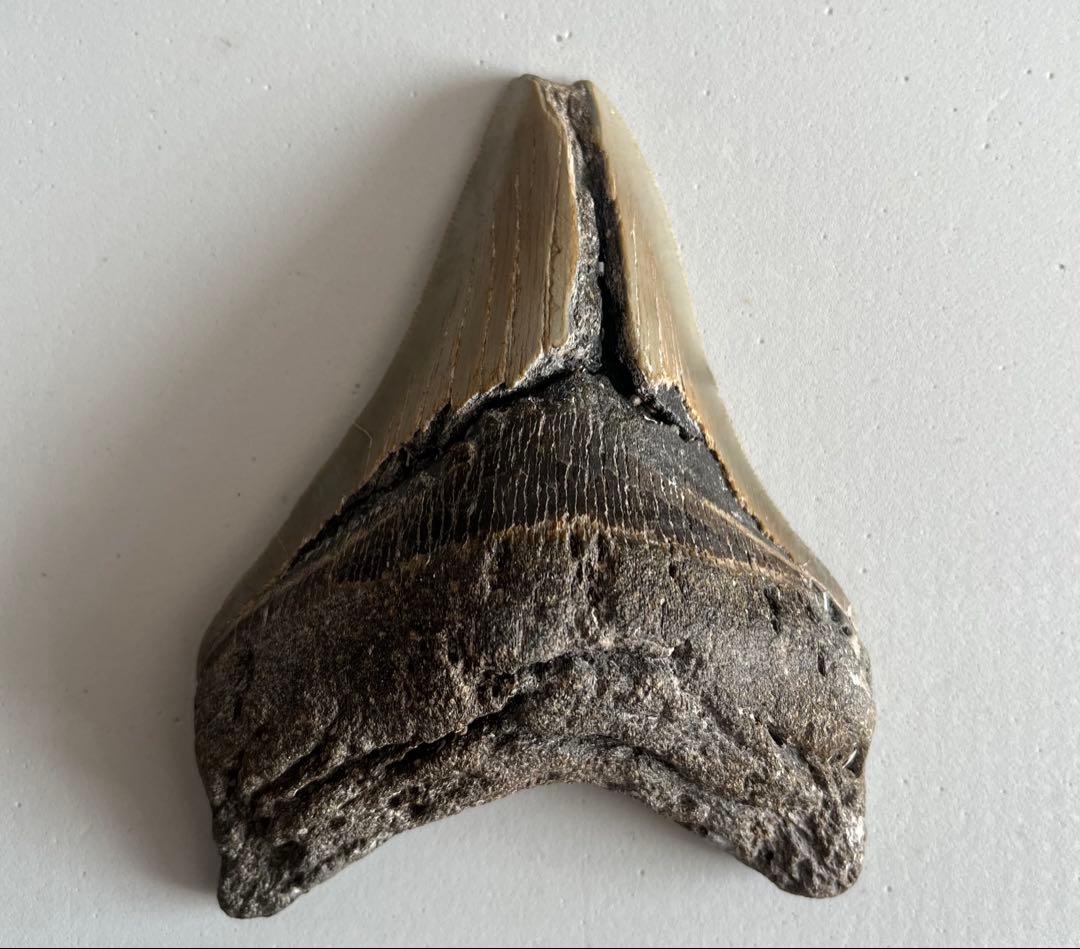 【本物】メガロドンの化石 巨大な歯 サメ 古代生物