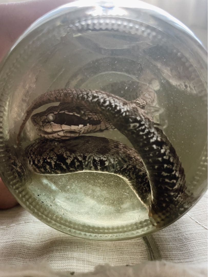 マムシの標本