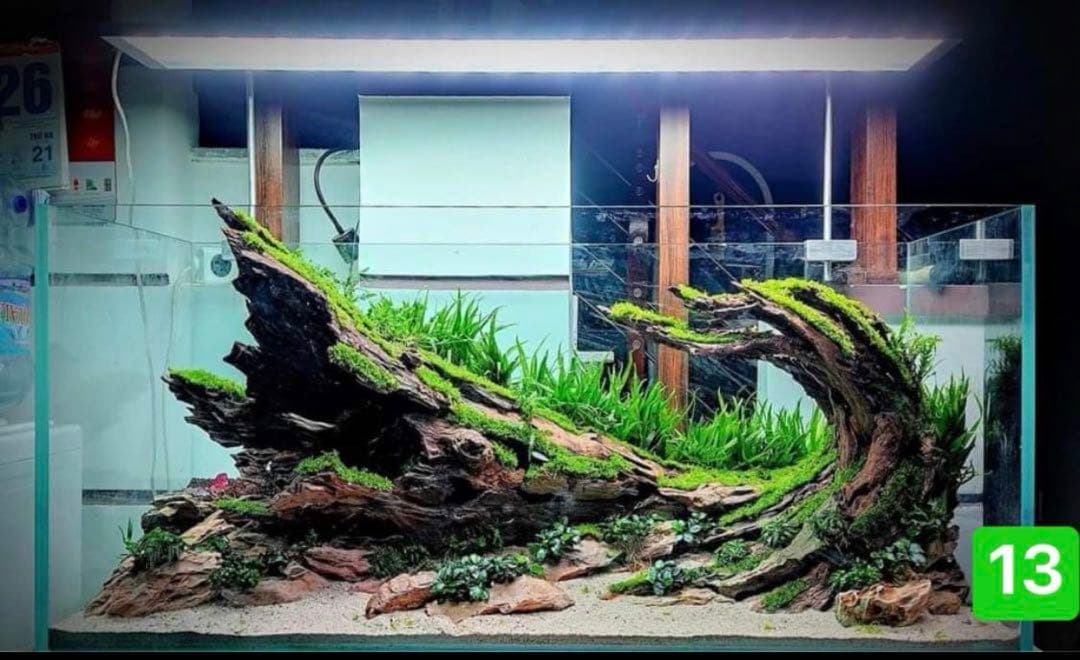 TTD 1390【⭐︎ Genta Fukuda様⭐︎】【美品・数量限定】