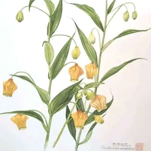 水彩画(サンダーソニア)　原画マットあり　おまとめ２点