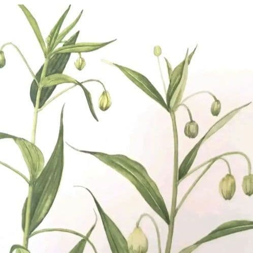 水彩画(サンダーソニア)　原画マットあり　おまとめ２点