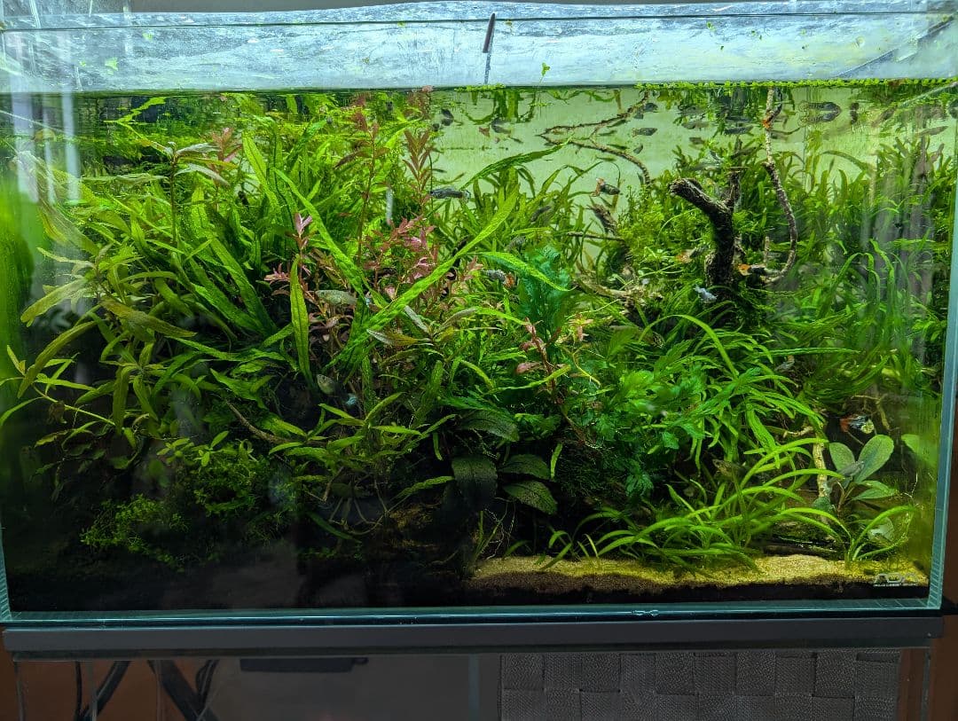 密生ミクロソリウムトライデントリーフ大株200葉以上が自然活着した自家製流木