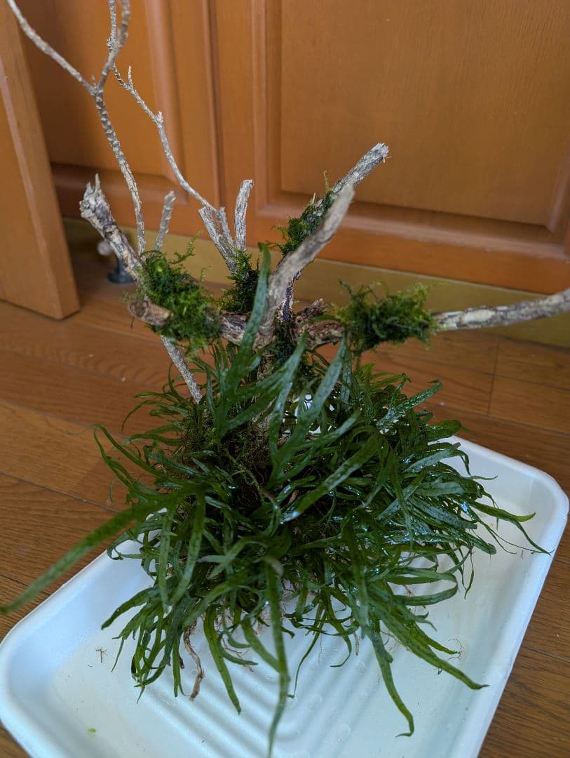 密生ミクロソリウムトライデントリーフ大株200葉以上が自然活着した自家製流木