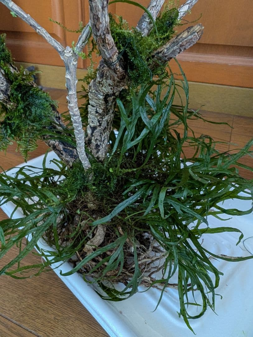 密生ミクロソリウムトライデントリーフ大株200葉以上が自然活着した自家製流木