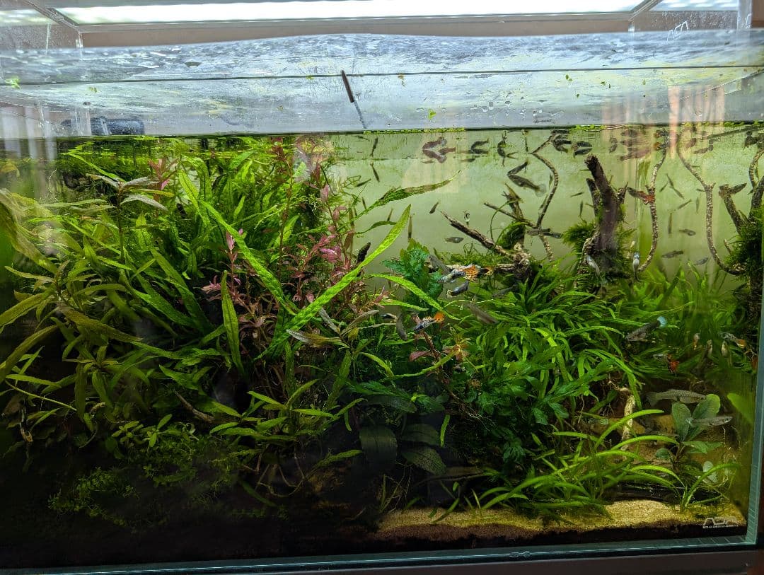 密生ミクロソリウムトライデントリーフ大株200葉以上が自然活着した自家製流木