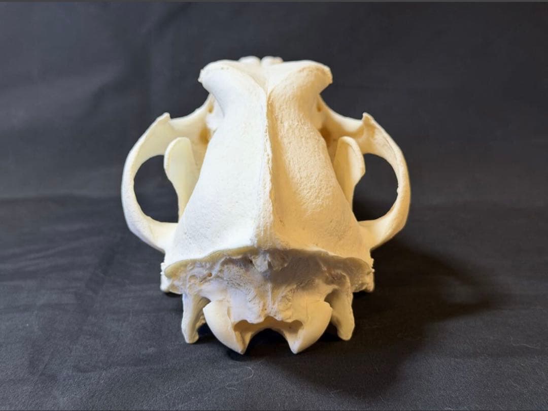 頭骨　ウルフドッグ　頭蓋骨　骨格標本　スカル