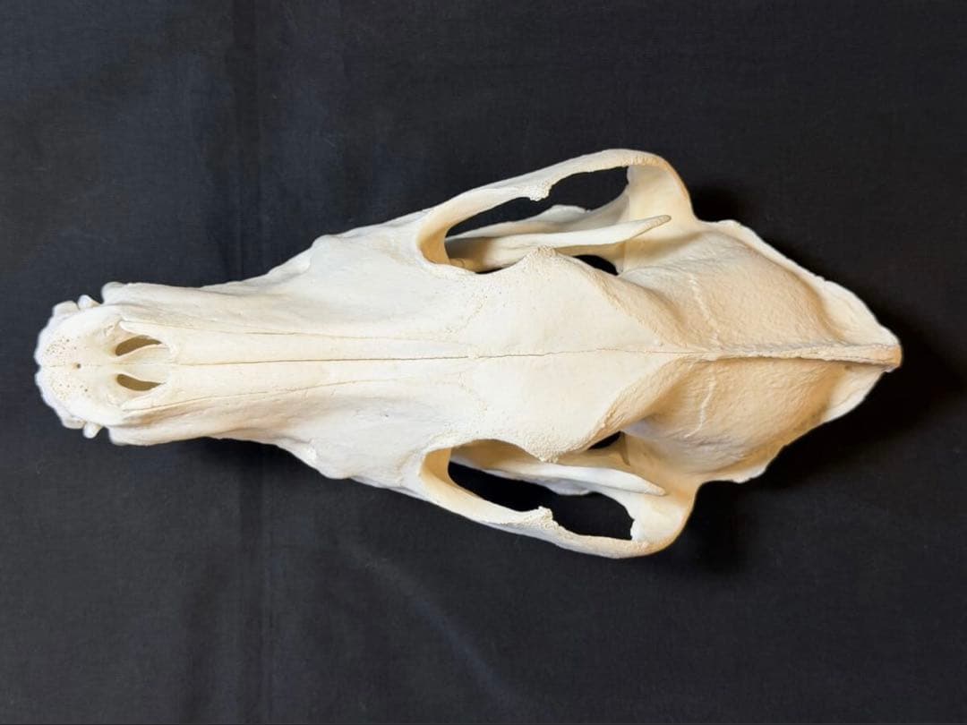 頭骨　ウルフドッグ　頭蓋骨　骨格標本　スカル