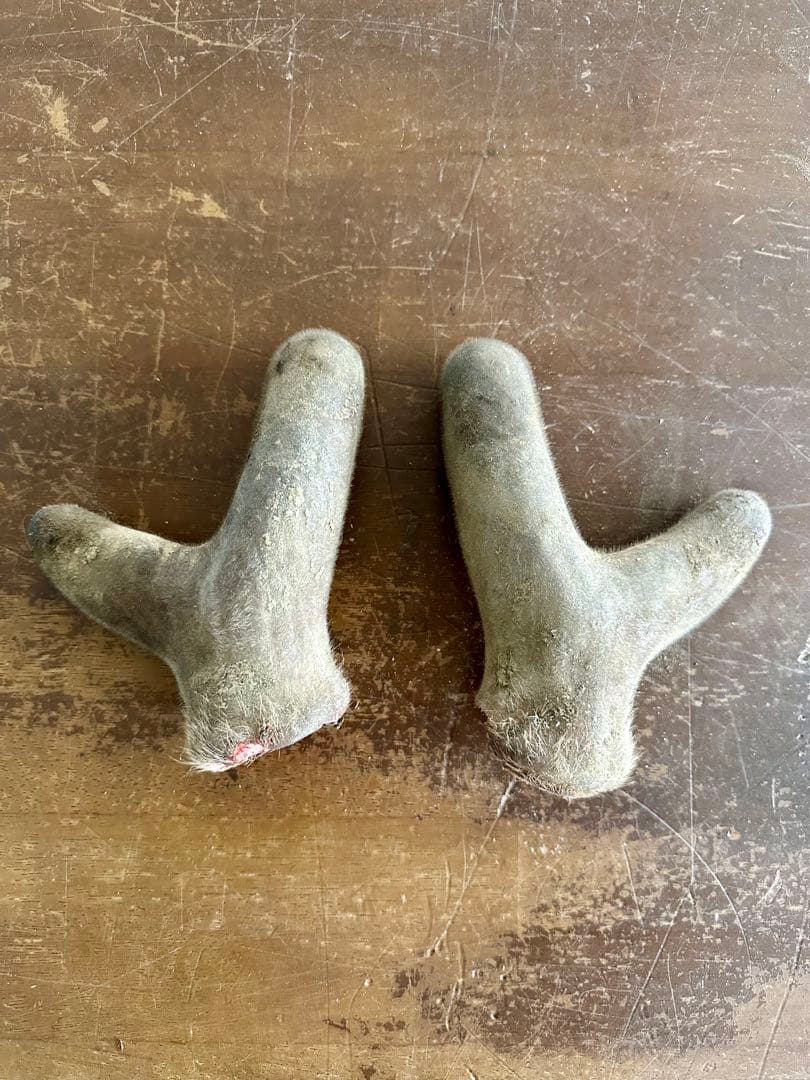 鹿茸　袋角　エゾシカ