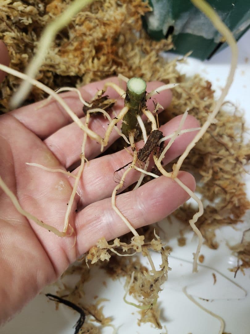 【確認専用Aglaonema pictum Andaman サマート氏、出射氏